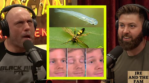 Joe Rogan: Man Gets STUNG By Wasp In HIS Private Area!?! & The Candiru Which Swims UP Your Junk!?!