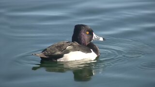 Ring-necked Duck swimming