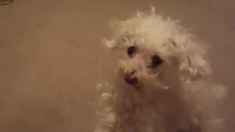 Little Poodle Can't Jump Onto Couch, Takes Frustration Out On Owner