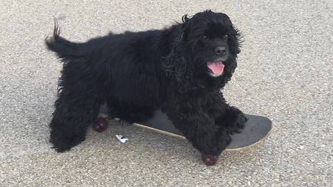 Amazing Skateboarding Dog