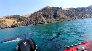 Killer whales greeted kayakers