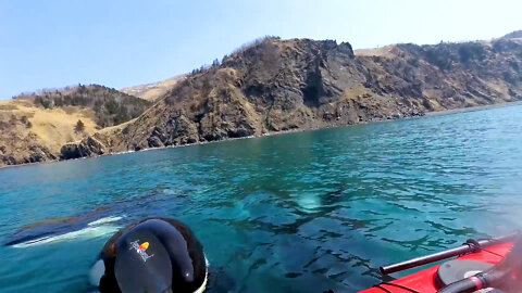 Killer whales greeted kayakers