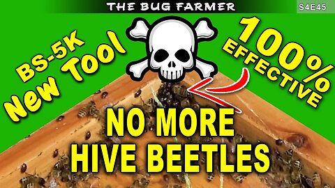Eliminate ALL Hive Beetles the Easy Way | My Apiary is Beetle Free #beekeeping