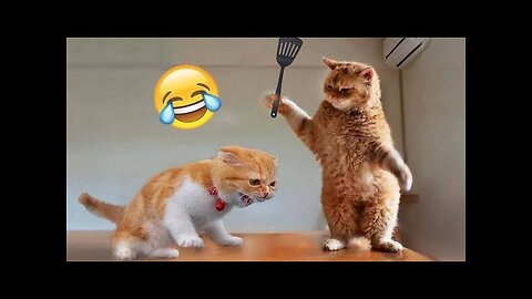 Funniest Animals 2022😂 Funniest Cats and Dogs 😺🐶Part 01 | Animals world@Pets Family #cat #dog