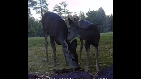 Baby Deer Loves Their Mommy!