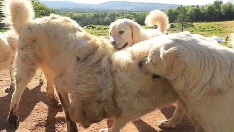 Livestock guard dogs take a break for playtime