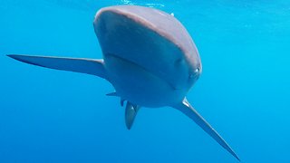 Man instantly surrounded by sharks after stepping off cruise boat