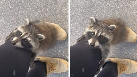 Wild baby raccoon climbs up woman's leg | Too cute!