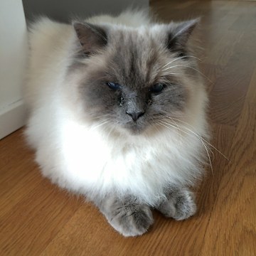 Cuteness Overload - Two Ragdoll Cats Fighting