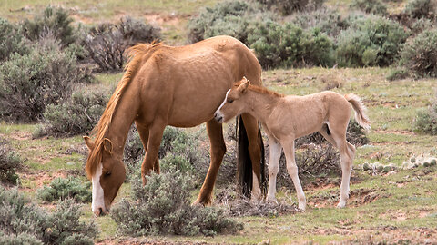 Pryor Mountain Wild Horses in Wyoming Ep22 Wild Wonders of America by Karen King