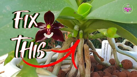 Species Phalaenopsis long stem Repot | Rookie Error incl. How to avoid making mistakes #ninjaorchids