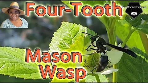Four Tooth Mason #wasp - #catshobbycorner
