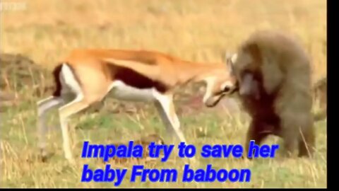 Impala attacked baboon & save her baby ||2022|||