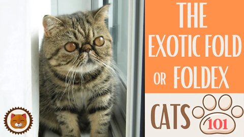🐱 Cats 101 🐱 FOLDEX CAT - Top Cat Facts about the FOLDEX