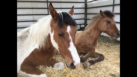 Adorable Equine Nap Time: Young Horses Cuddle in the Stall