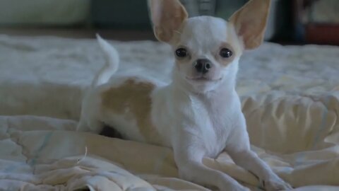 Slow motion of a chihuahua laying on a blanket looking at the camera mp4