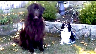 Newfie And Cavalier Show Off Their Waiting Skills