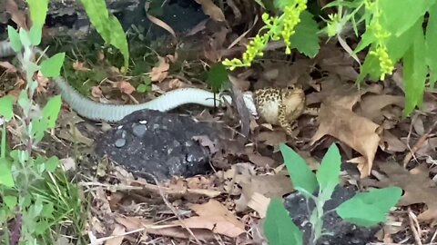 Garter snake eating frog