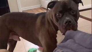 Bulldog has priceless reaction at owner's fake fart