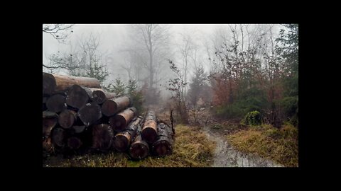Rain on a pile of logs in a misty forest, relaxing sounds of nature to help you sleep better.