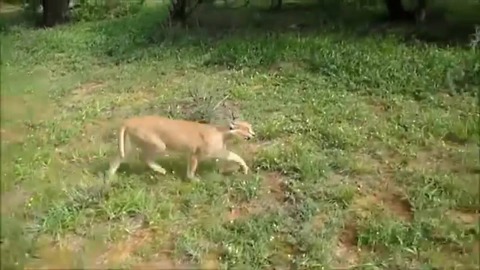 Rescued caracal goes for a walk