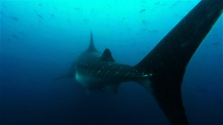 Divers meet massive and majestic whale sharks up close