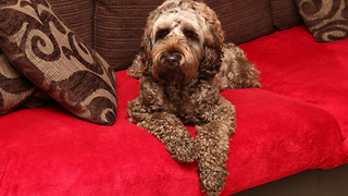 Labradoodle must chew toy to fall asleep