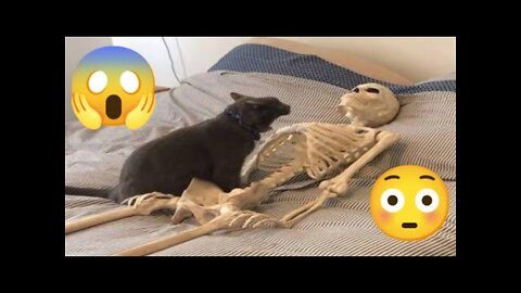 Funny animals 2022 funniest dogs and cats