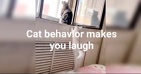 Cats that make you laugh