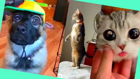 These Animals Are out of CONTROL!!! Funny Dogs & Cats!!!