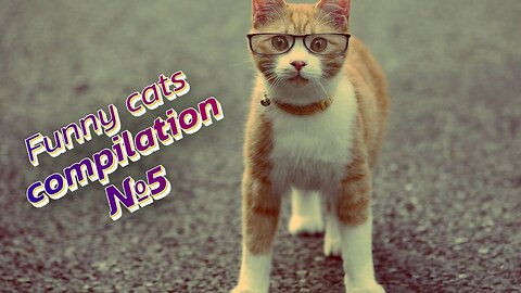 😻😹 LOLcats: Watch these hilarious kitties in action! | Funny cats compilation №5