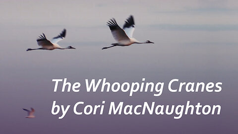 The Whooping Cranes — Cori MacNaughton / Yan Frenkel