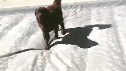 Naughty Newfoundland puppy can't resist pool cover