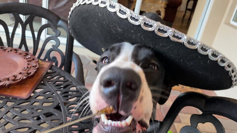 Sombrero-wearing Great Dane enjoys a taste of tacos