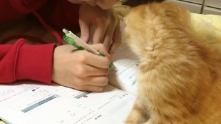 Cute kitten makes homework impossible to do