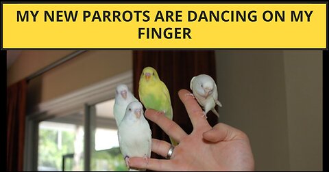 My New Parrots Are Dancing On my Fingers 🦜 | VibesOfAnimals