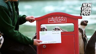 Penguins send letters to Santa at London zoo