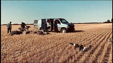 Afternoon FIELD DUCK LIMIT in Western Manitoba