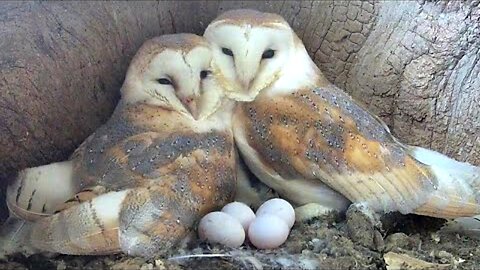 From Nest Search to Eggs: Barn Owls Gylfie & Finn's Love Story