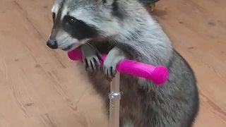 Clever raccoon rides scooter for treats
