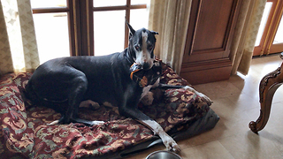 Great Dane casually carries bag of chicken to her dog bed