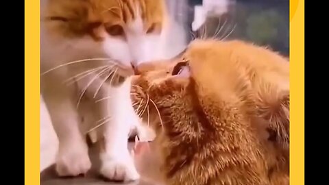 Funny Cat Videos 😂 part 13 | Follow for more