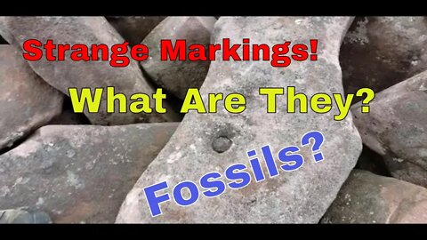 Hickory Run State Park Boulder Field Fossils? Strange Markings on Boulders.