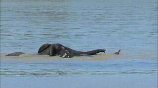 Elephant Family Rescue Baby From Drowning