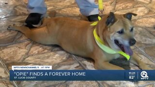 'Opie' finds a forever home after waiting two years to get adopted