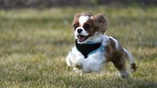 Early Results Of Dog Longevity Treatment Show Promise