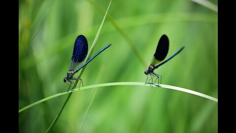 Dragonflies live in forests