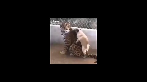 Big cat and dog