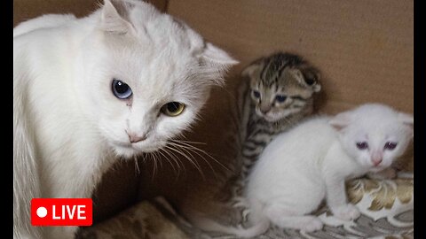 kittens live stream with street cat Snow and her 4 newborn kittens
