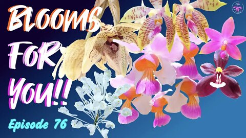 Orchid Updates | Orchid Bloom Dedications | Orchid Blooms for YOU! Episode 76 🌸🌺🌼#OrchidsinBloom